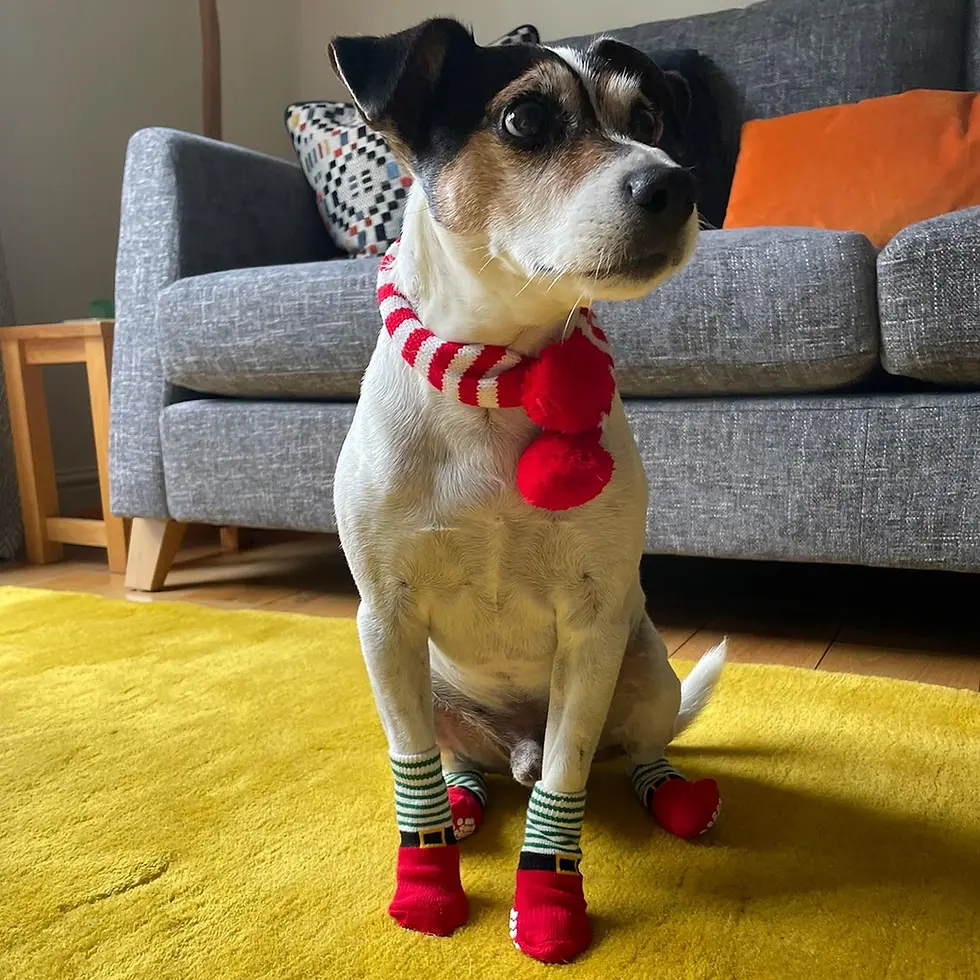Thumbnail: Christmas Scarf Dog Accessory