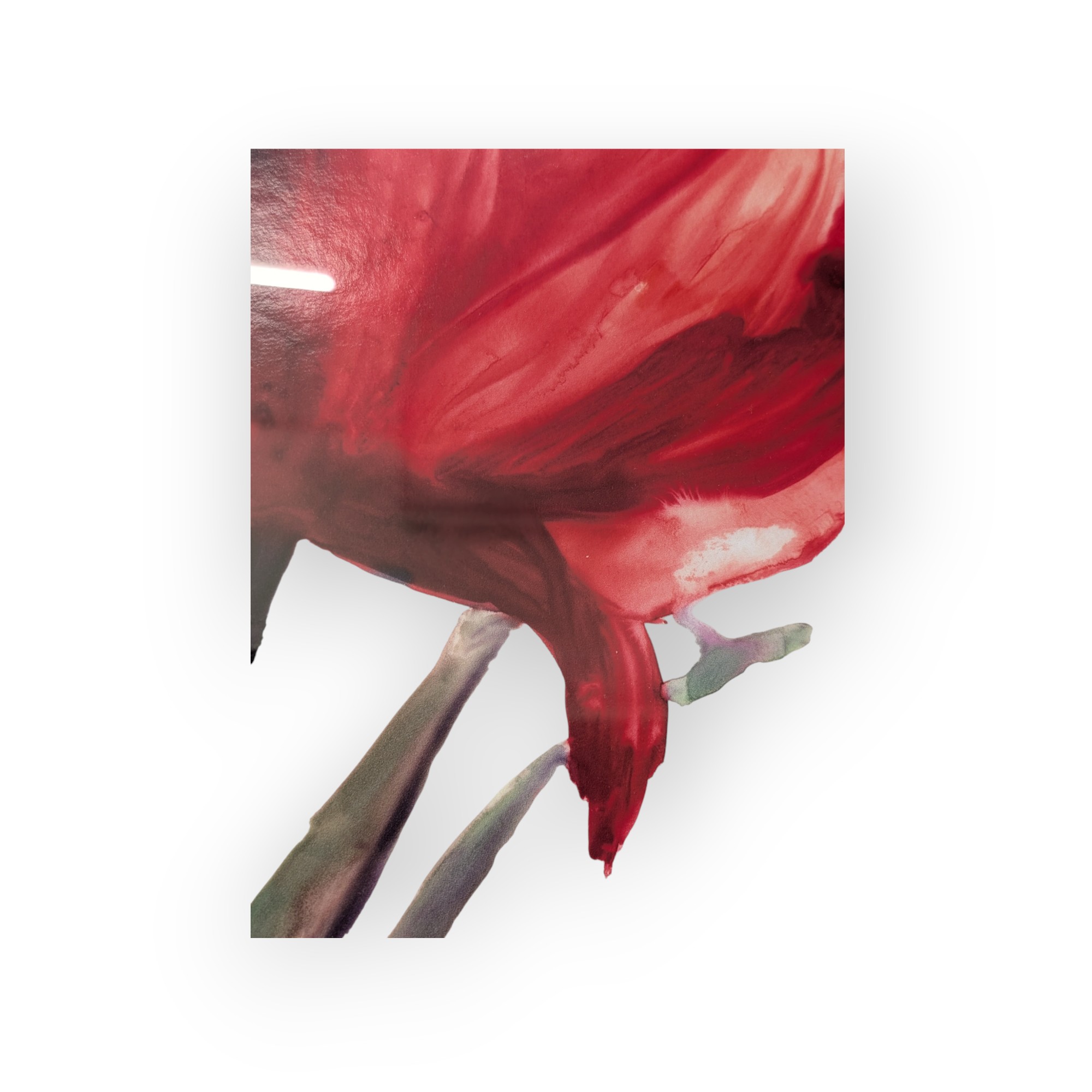 Pair of Red Floral Watercolor Prints – Image 4