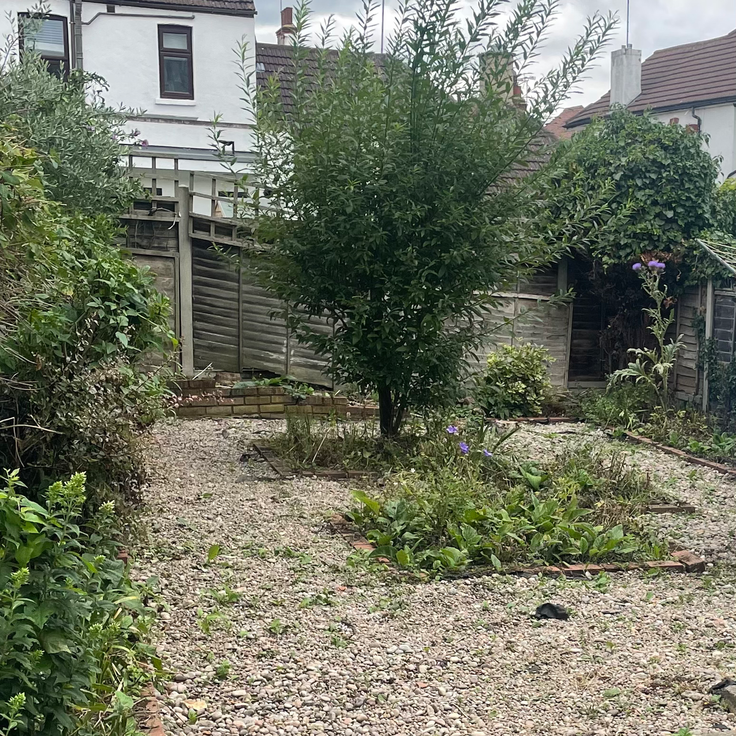 Small gravel garden with a central tree and green shrubs.