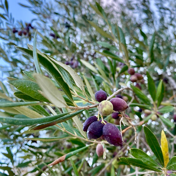 Oliven Ikaria