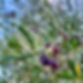 Oliven Ikaria