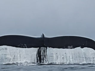 Majestic Whales - Antarctica 2026