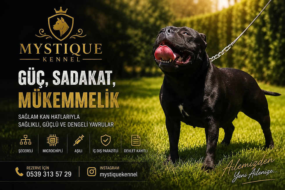 Mystique Kennel ana tanıtım görseli