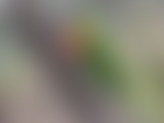 Animals and Insects Revision Quiz