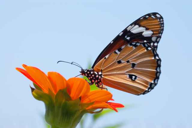 Picture and names of insects