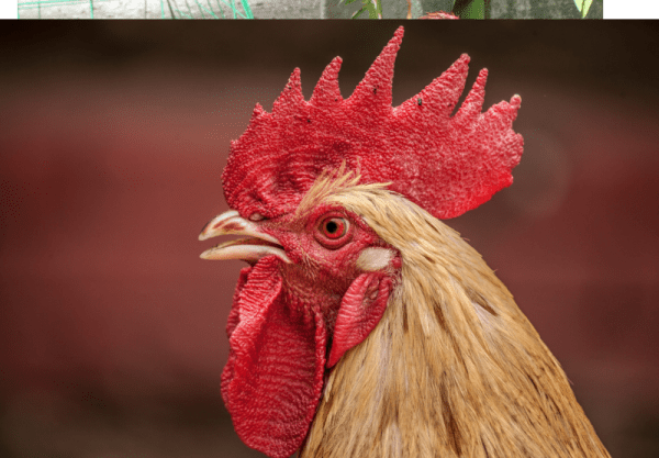 Why The Cock Has No Teeth