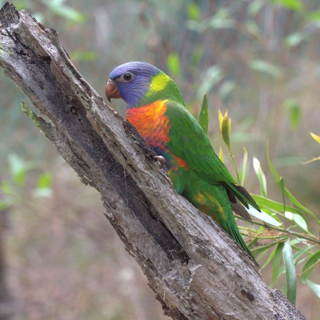 a parrot