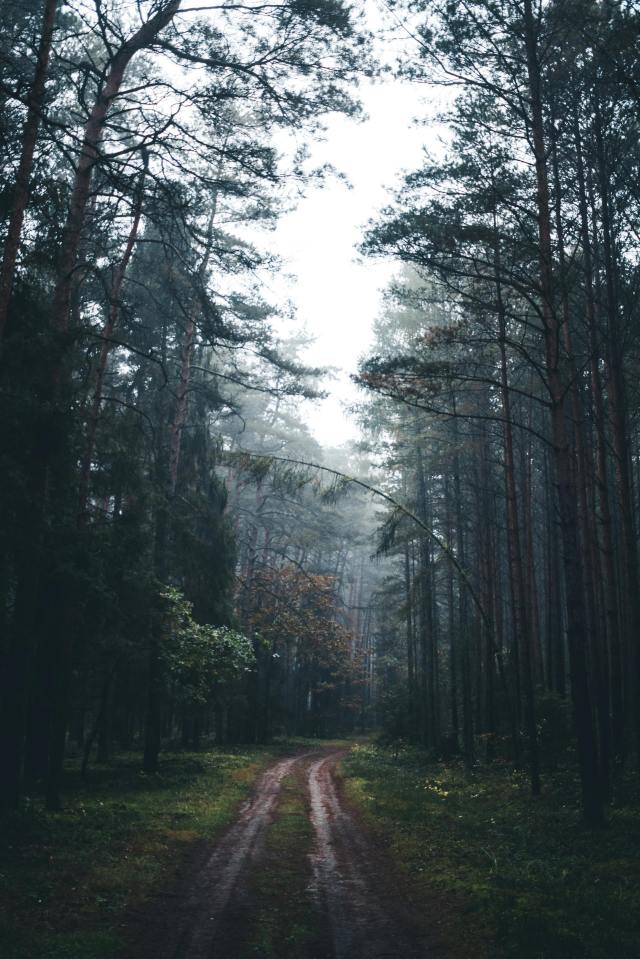 tall trees along a forest road