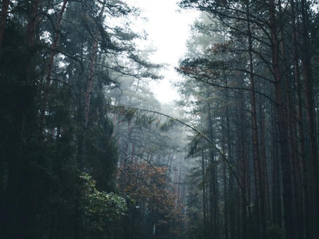 Second Sunday of Advent, Year C