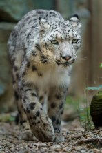 The Ecosystem – What is the ecosystem For Kids 4 -12?