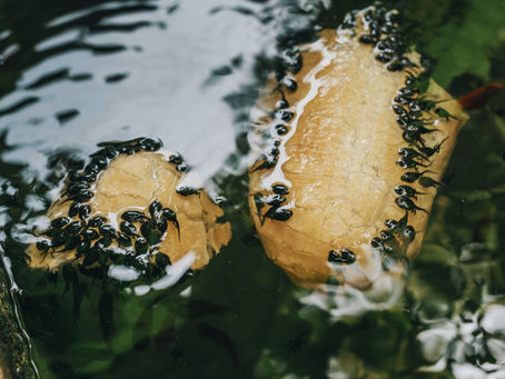 The /ch/ sound in Nkwen Language