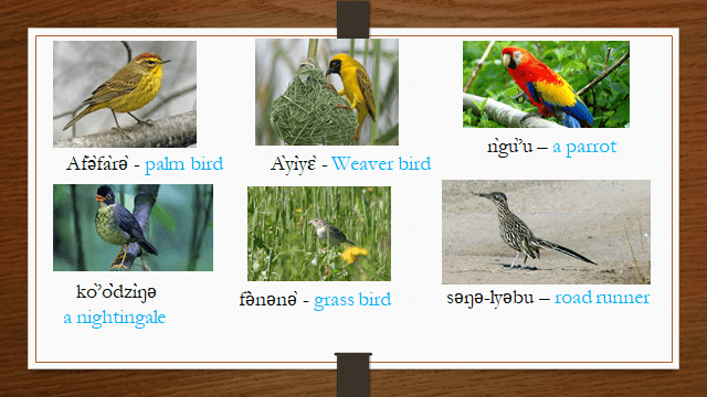General Knowledge Revision - Birds
