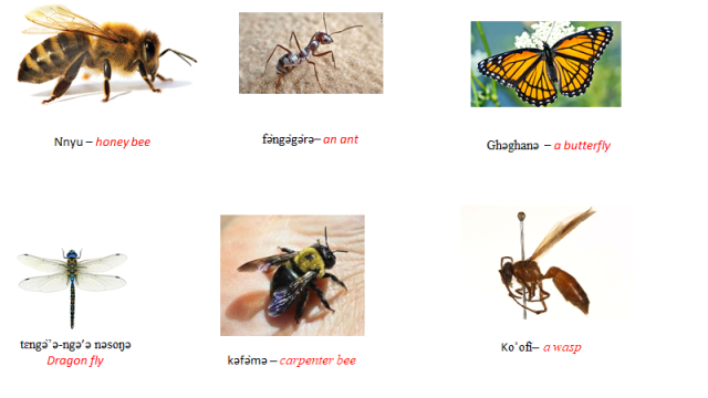 General Knowledge Revision - Insects