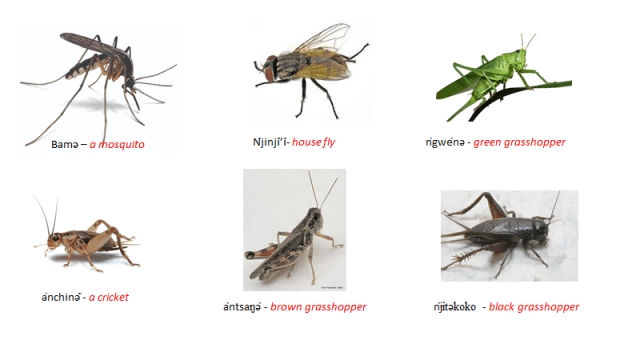 Domestic Animals in Nkwen