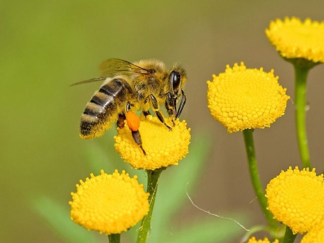 Living and non-living things