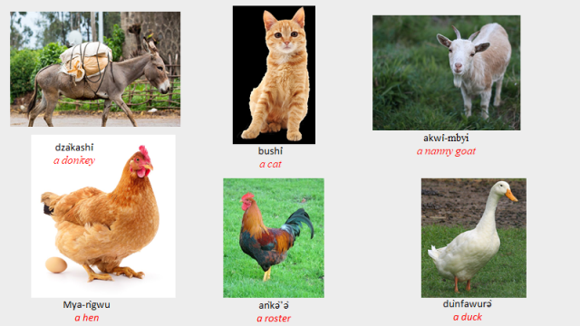 Domestic Animals in Nkwen