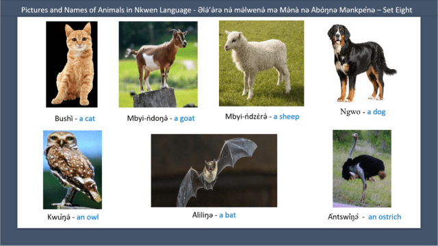 Pictures and Names of Animals in Nkwen Language - Ə̀lǝ̀’ǝ̀rǝ nǝ̀ mǝ̀lwenǝ̀ mǝ Mǝ̀nà nǝ Àbòŋnǝ Mǝnkpènǝ – Set Eight