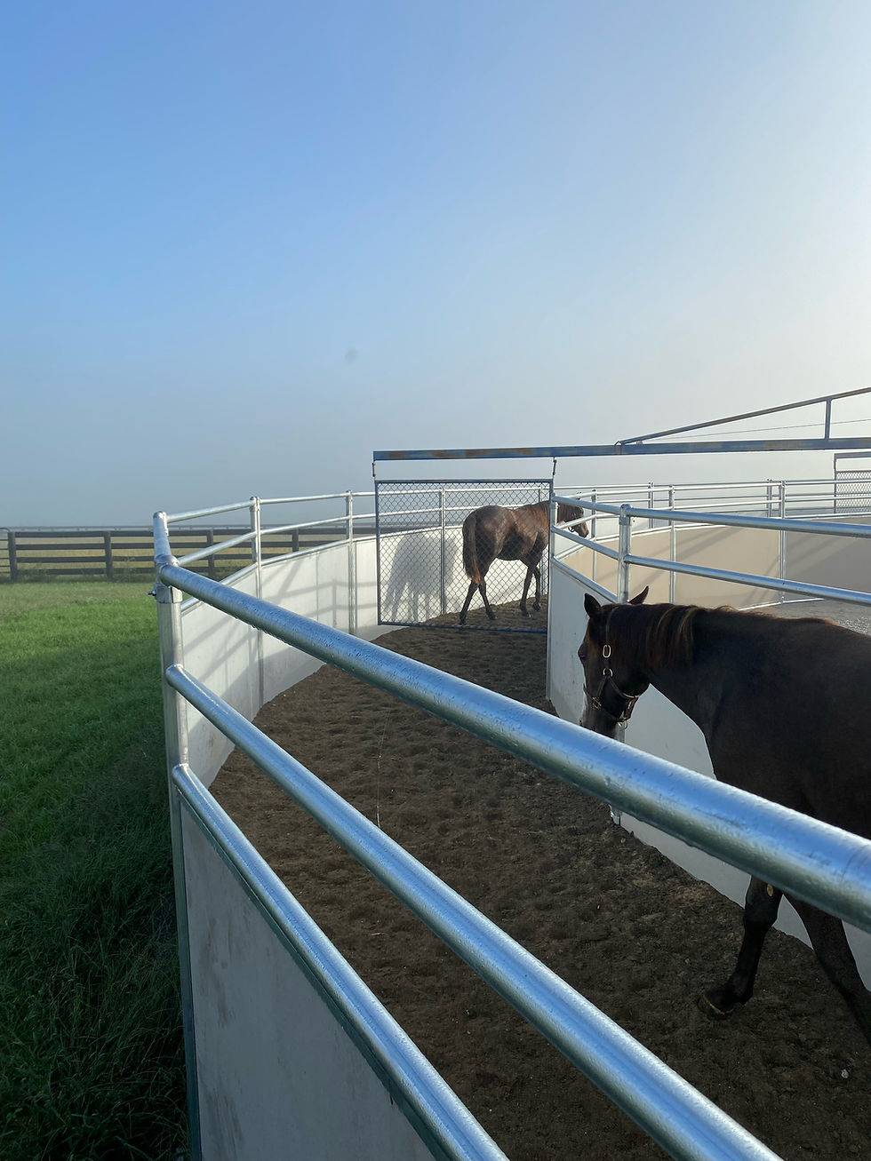 Round Pen University Of Kentucky Hot Walker 1