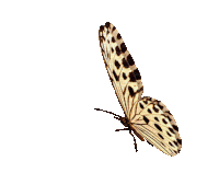 beige stirpe butterfly-insect gif.gif