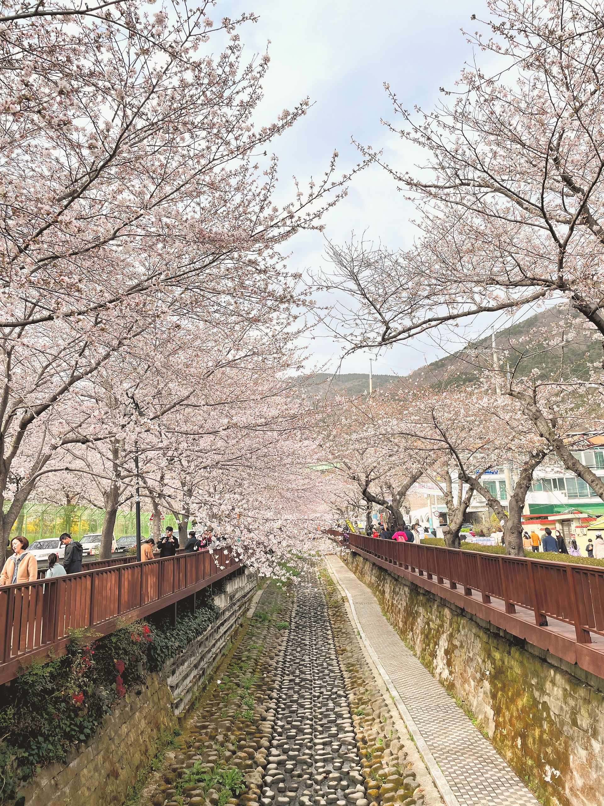 Yeojwacheon Stream (여좌천) - Jinhae Cherry Blossom Festival