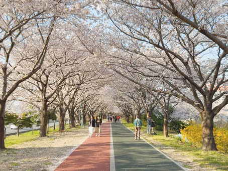 A Stroll Through Spring: The Magic of The Nakdong River's Cherry Blossom Trail in Busan