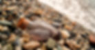 DSC03703_edited_edited.jpg