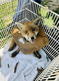 RSPCA W Midlands fox cub litter IMG_1170.jpg.gallery.jpg