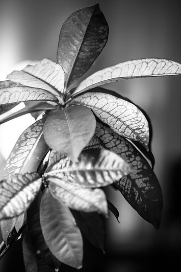 black and white photo of a plant