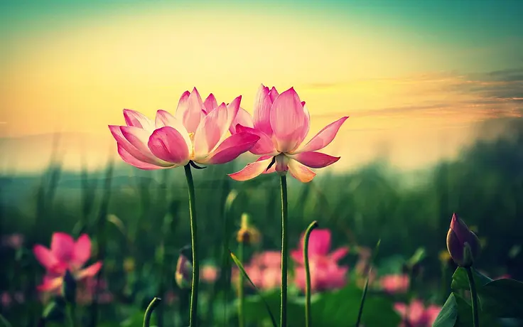 flower background.webp