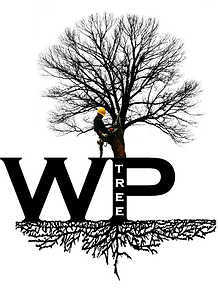 W.P. Tree Arborist Wade Pezzullo, Tree Climber, Tree Company