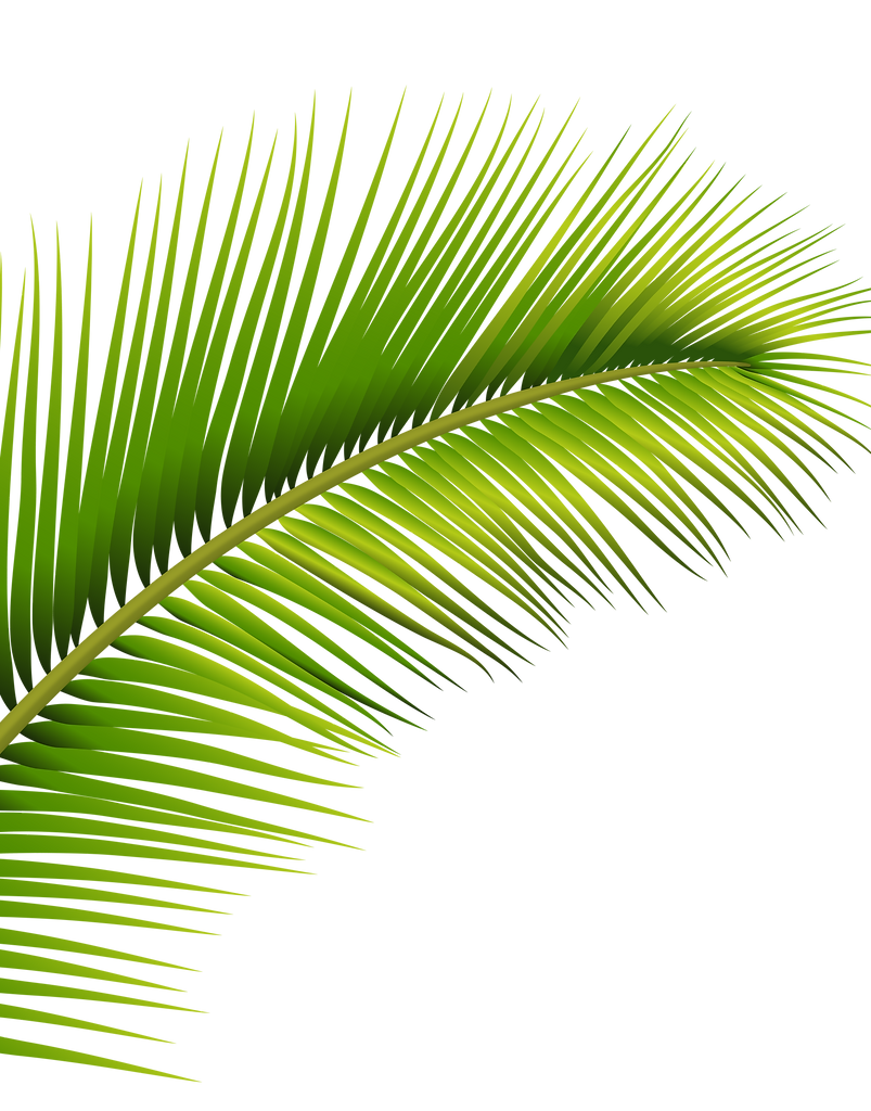 Palm_Leaf_PNG_Transparent_Image.png