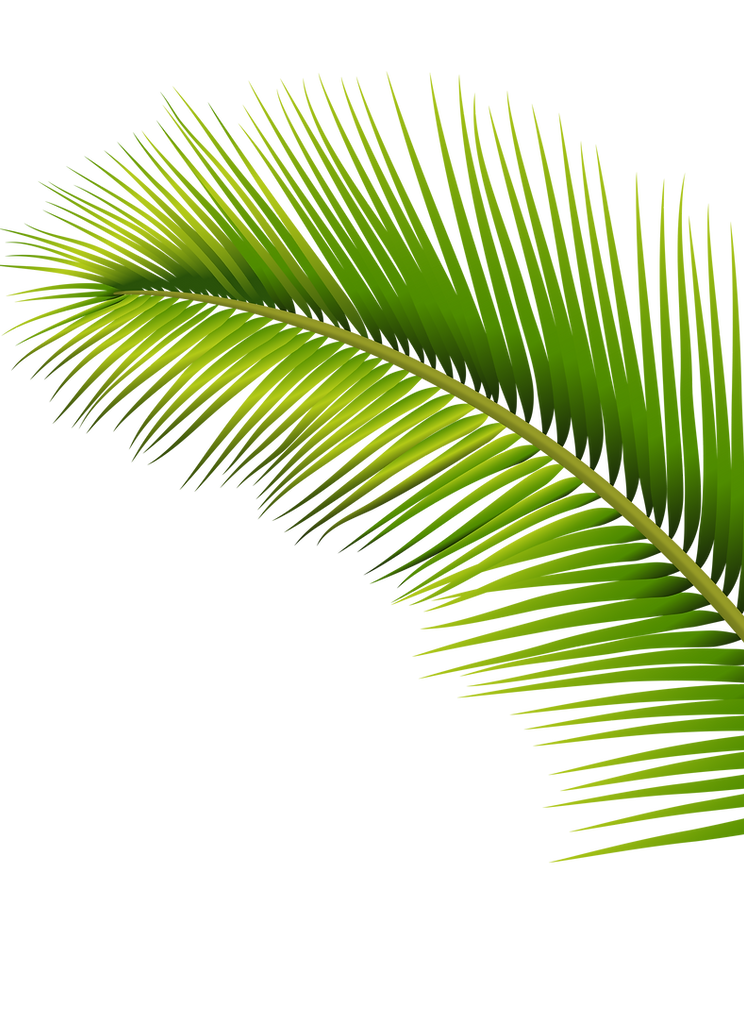 Palm_Leaf_PNG_Transparent_Image.png