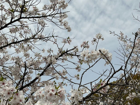 ホームライフの花見🌸