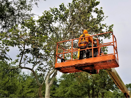 Tree Removal