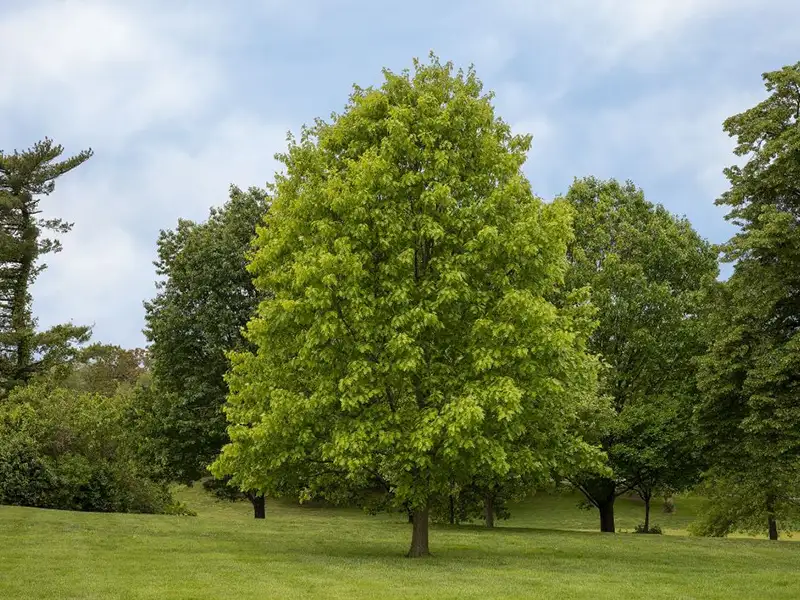 Trees