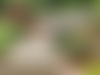 The Best Materials for Hardscaping in Staunton's Climate