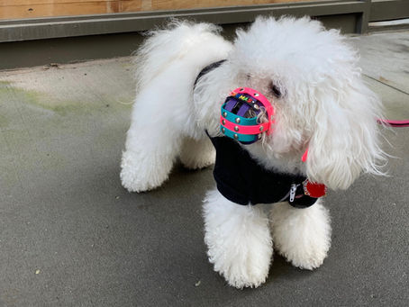 Making Muzzle Training Fun