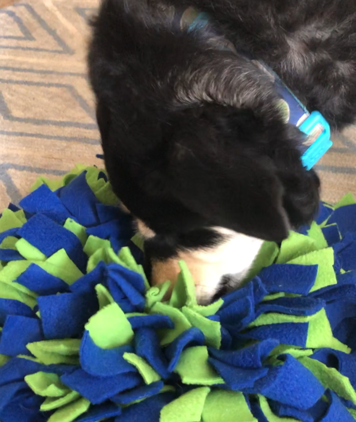 3 NoSew Fleece Dog Toys You Can Easily Make at Home