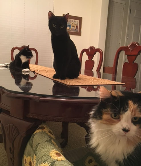 Cutie, Speedie, and Coco, my cats, on dining room table.