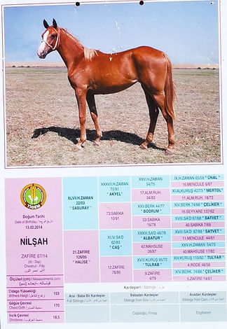 Nilşah'ın pedigreesi