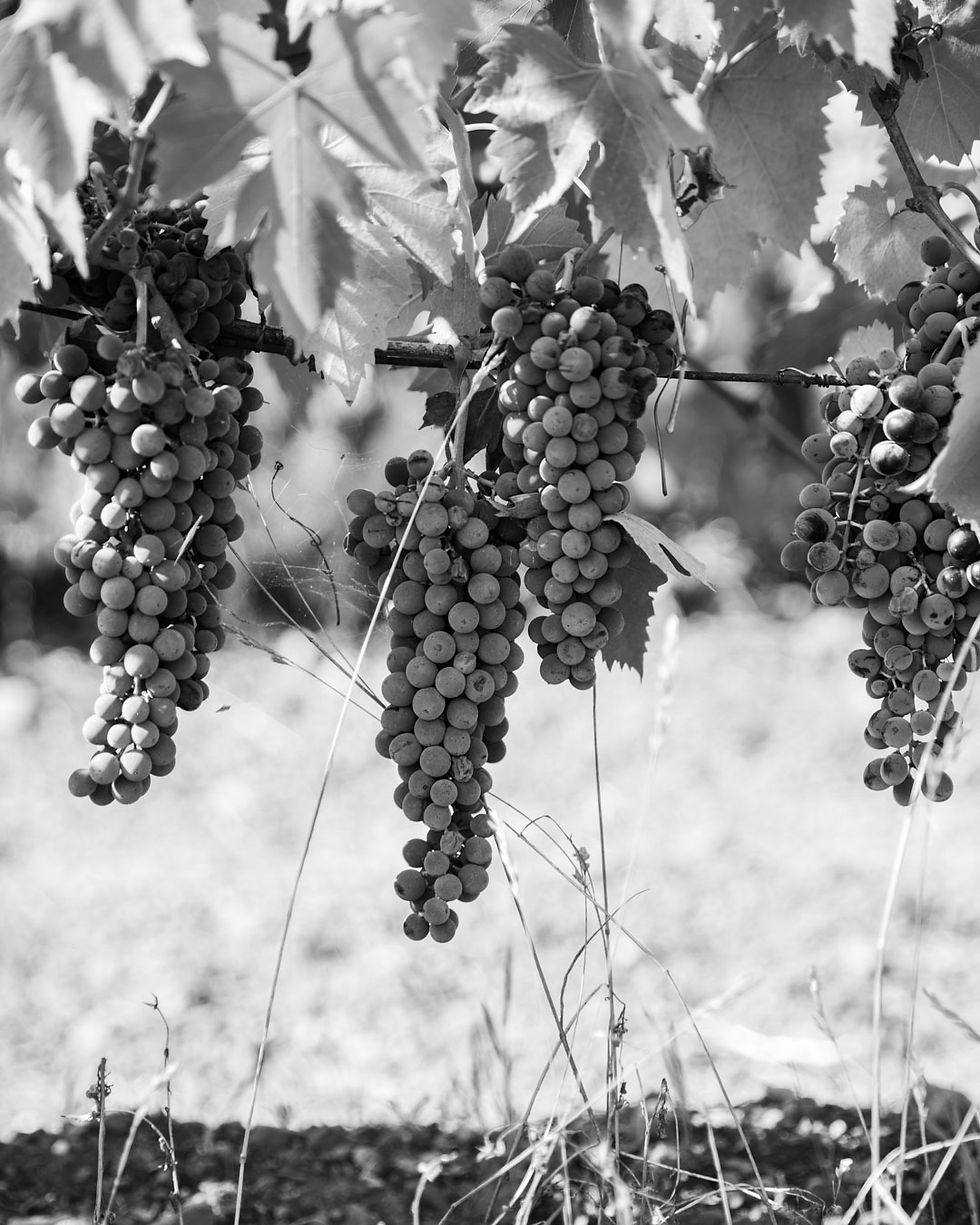 Giovanni Valentini Wines