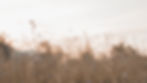 Header-1.jpg