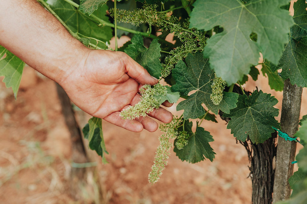 Giovanni Valentini Wines