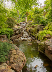 Stream flowing over rocks in a lush forest