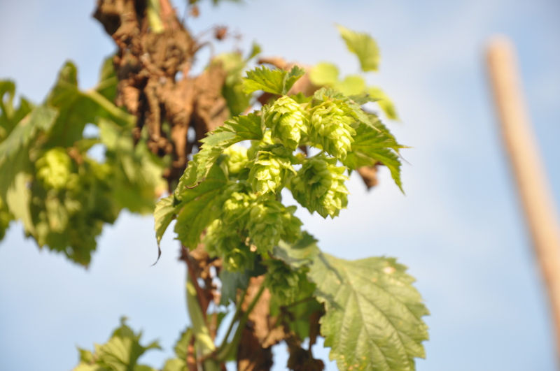 Lúpulo.jpg