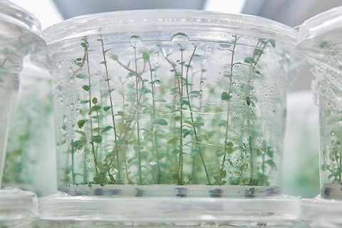 Gogue Biotech Lab Agosto 2018 (3).jpg