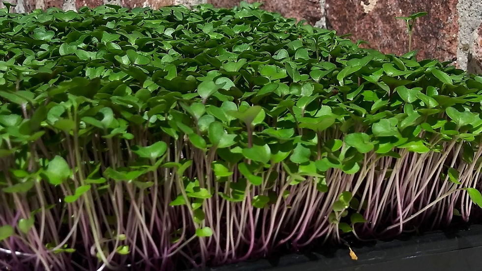 Kohlrabi