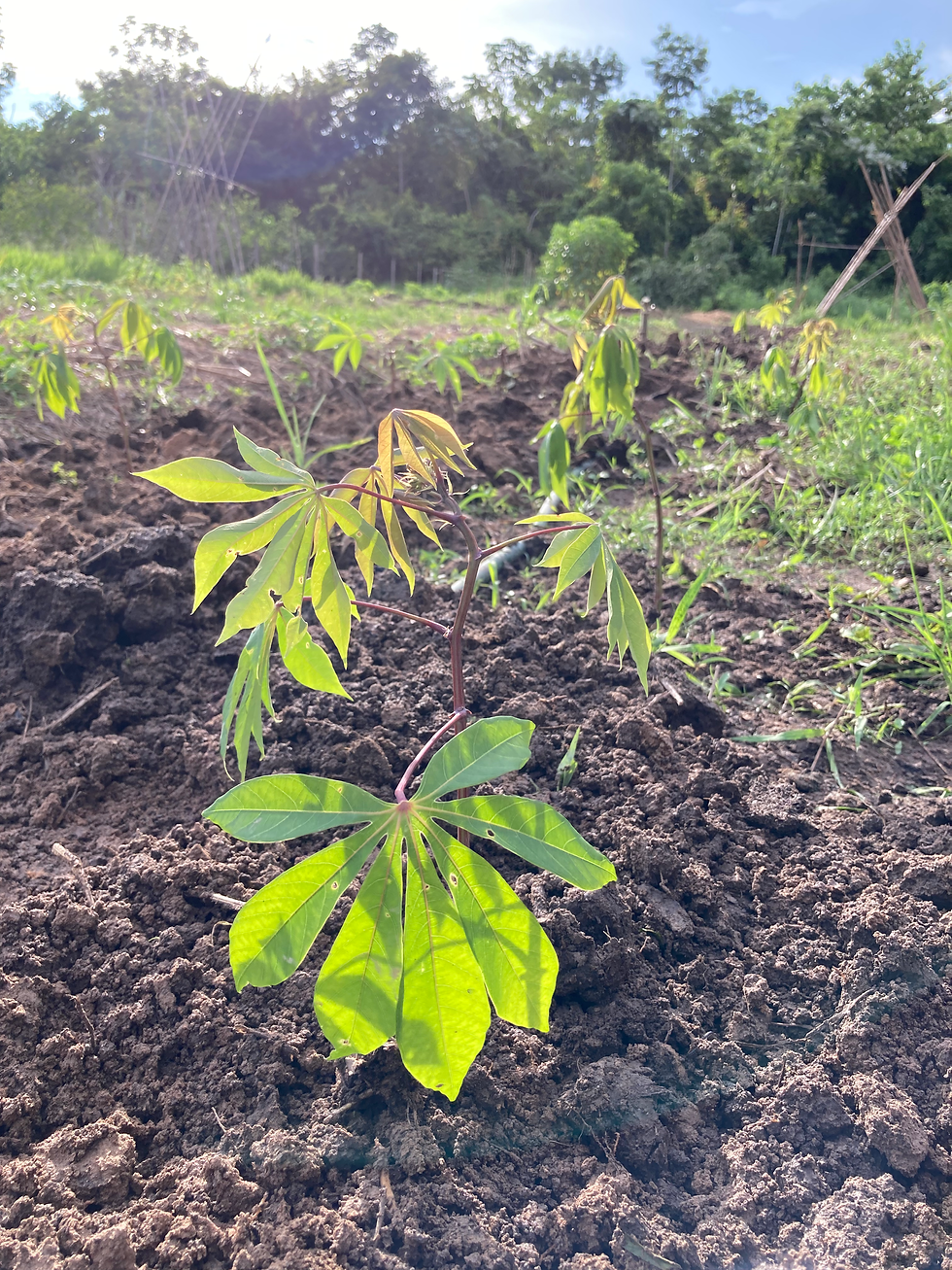 Above: Lots of new cassava cuttings from the plant we harvested. Hoping to have a lot more cassava next year. 