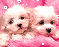Two small dogs opening and closing their mouths.   Soft pink fabric surround the two dogs with animated hearts and sparkles