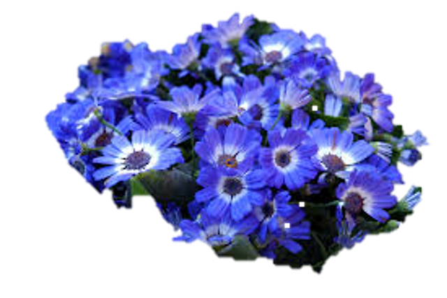 Decoração da Feijó Design flor Azul